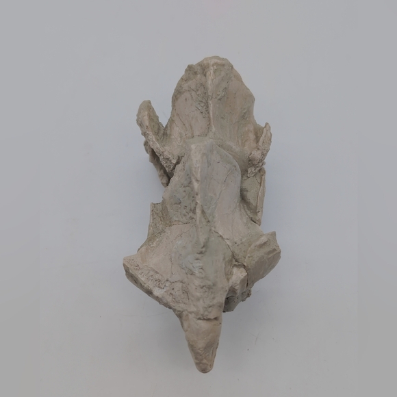 Natural Oreodont Vertebra Fossil In Stone Matrix - Picture 9 of 11